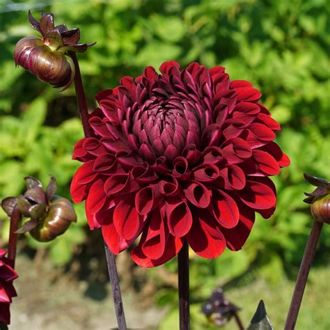 baccara dahlia|dahlia's kopen.